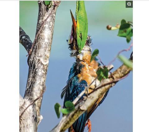动物世界中的最强伪装大师，生死就在瞬间！