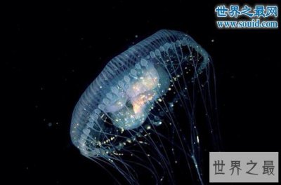 ​地球上极端生命大揭秘，灯塔水母能够长生不死 —【世界奇闻网】