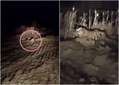 ​黑龙江抚远市镇西村树林中发现野生东北虎 村民：目测有200公斤