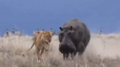 ​肯尼亚马赛马拉国家保护区一只瘦小狮子想猎食正在午睡的巨型河马 结果悲剧了