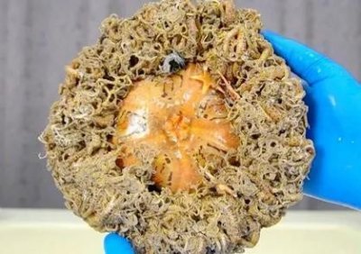 筐蛇尾也叫蓝海星,拥有着超强的再生能力