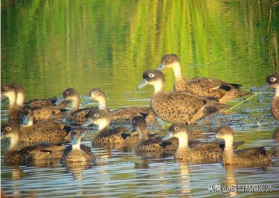 安岛灰鸭百科知识,中国鸭科鸟类之一