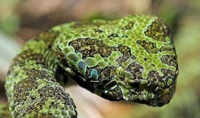 35年前,他发现价值百万的莽山烙铁头,被咬20多次,如今生活怎样