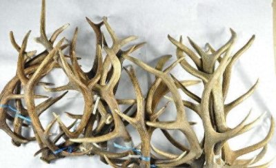 ​中国人为啥很少吃鹿肉？不是鹿肉吃不起，只是活鹿更有性价比！