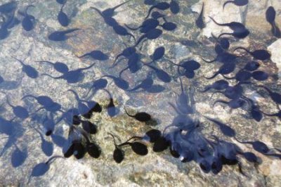 ​蓝可儿死亡事件真相 原因大白 警方认为是自杀生前患有躁郁症