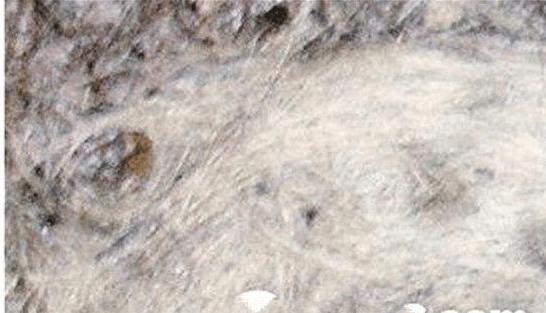 千年古墓走出活女尸 古墓百岁蛇王世界闻名