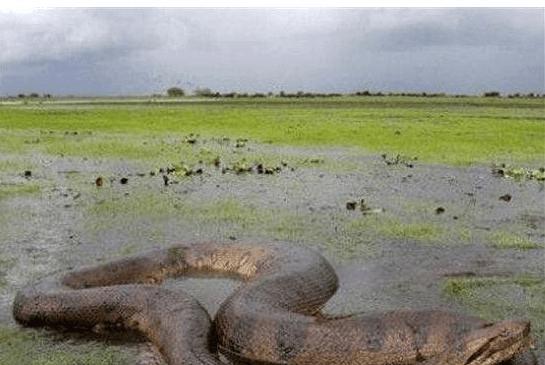 千年古墓走出活女尸 古墓百岁蛇王世界闻名