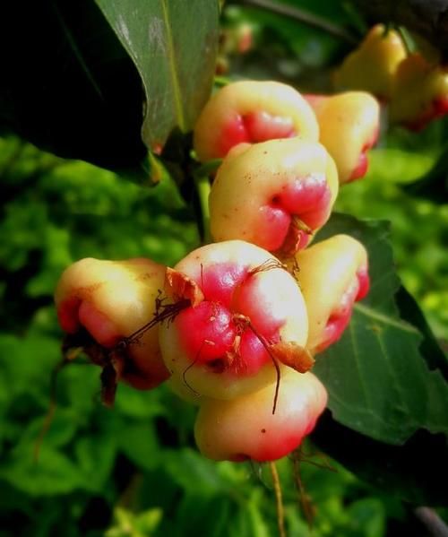 和铃铛一样的果子叫什么