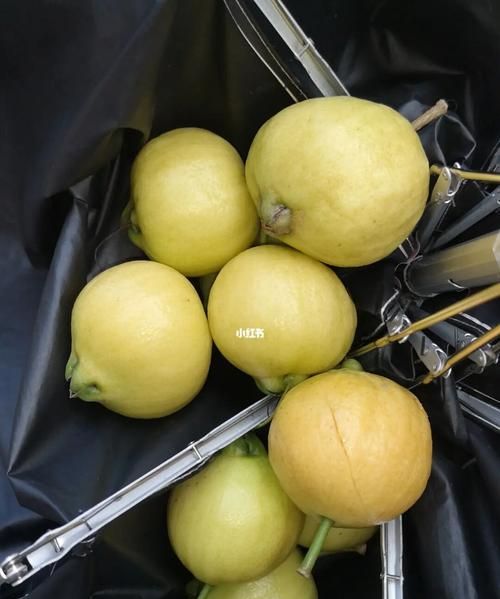 水蒲桃的正确吃法