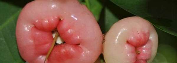 浦桃果能吃,和铃铛一样的果子叫什么图2