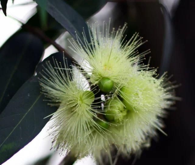 蒲桃的功效有哪些作用