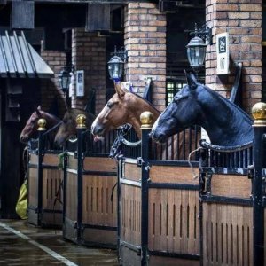 有什么关于马的电影 关于马的电影有多少部