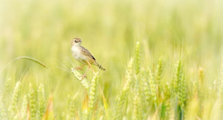成熟的男人是麦田守望者是什么意思