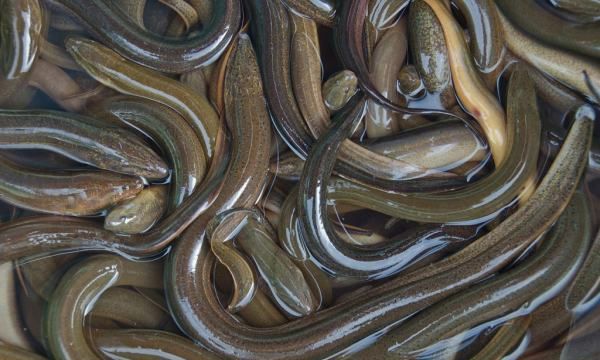 黄鳝有寄生虫,黄鳝有寄生虫黄鳝有寄生虫还能吃吗图12