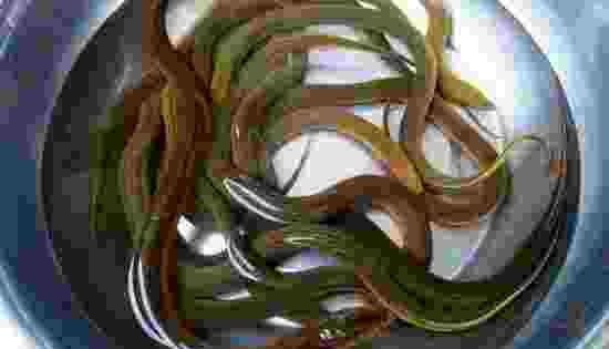 黄鳝有寄生虫,黄鳝有寄生虫黄鳝有寄生虫还能吃吗图1