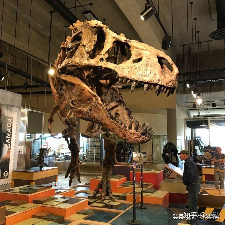 霸王龙的外形特点(霸王龙是什么时期的)