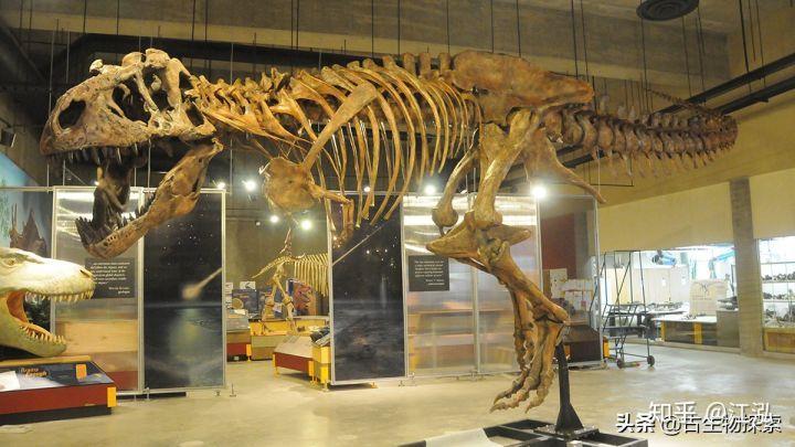 霸王龙的外形特点(霸王龙是什么时期的)