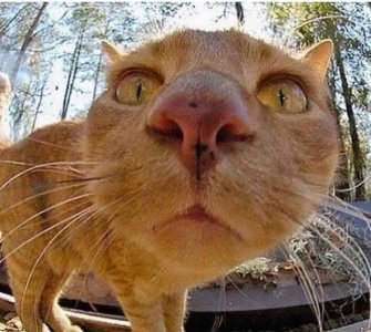 ​沙雕什么意思？沙雕是骂人么？