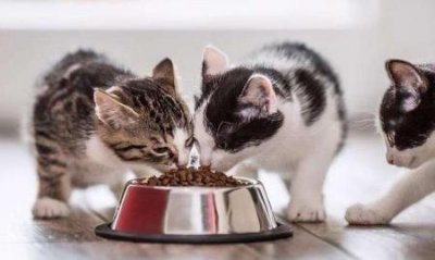 ​矮脚长毛猫多少钱？矮脚猫长毛和短毛哪个好？