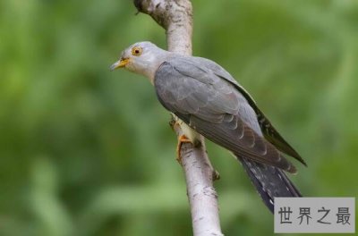 ​最著名的十大动物骗子排行 变色龙上榜，第三本领是“装死”