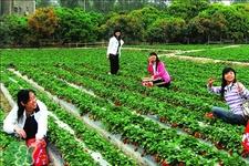 4月份可以摘草莓吗?四月份有草莓可以摘吗? 4月份可以摘草莓吗?四月份有草莓可以摘吗?