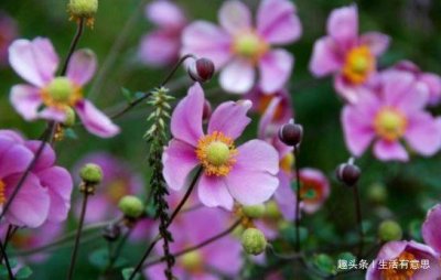 打破碗花花,养活很容易,爆盆却只能用方法,技巧交给你,会否?