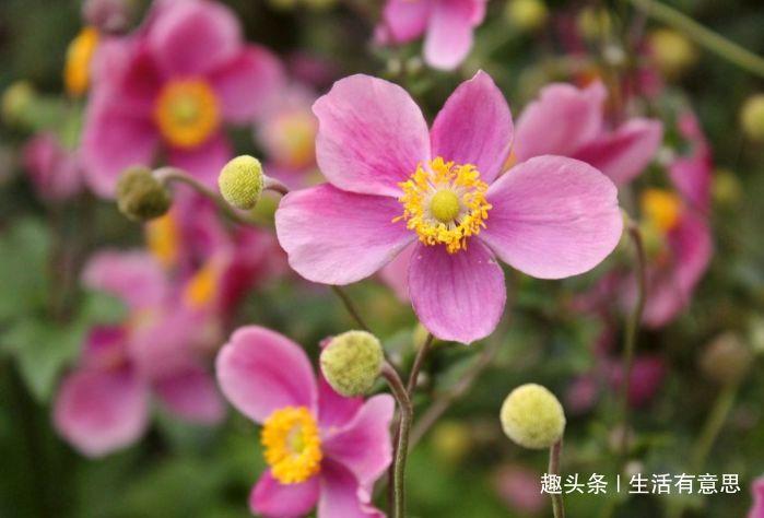 打破碗花花,养活很容易,爆盆却只能用方法,技巧交给你,会否?