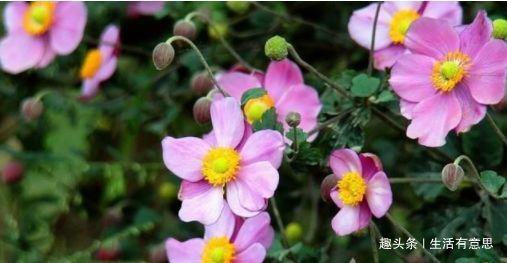 打破碗花花,养活很容易,爆盆却只能用方法,技巧交给你,会否?