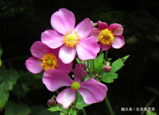 打破碗花花,养活很容易,爆盆却只能用方法,技巧交给你,会否?