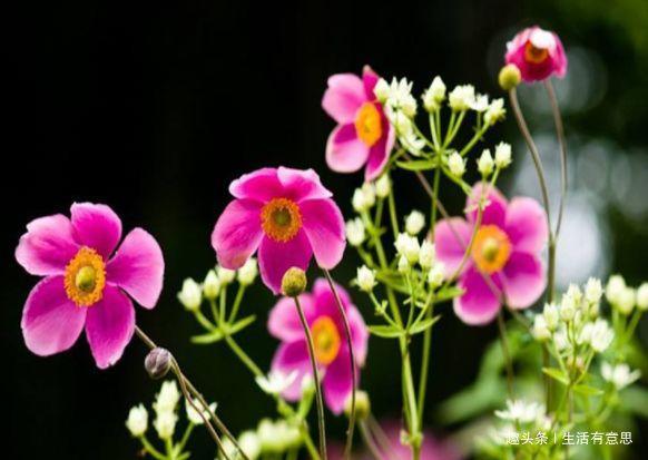 打破碗花花,养活很容易,爆盆却只能用方法,技巧交给你,会否?