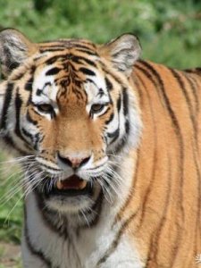 86属什么(86年属什么属性)