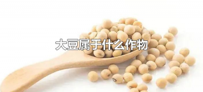 大豆属于什么作物(大豆属于什么农作物)