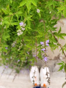 ​要的部首和结构（要的结构和部首是什么意思）