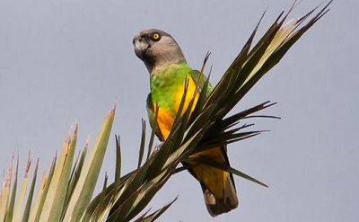 ​塞内加尔鹦鹉的饲养方法 塞内加尔鹦鹉的繁殖方法