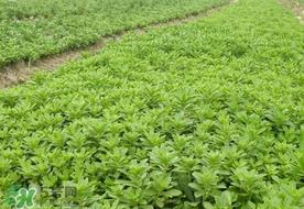 养心菜和救心菜一样吗？养心菜和救心菜的区别