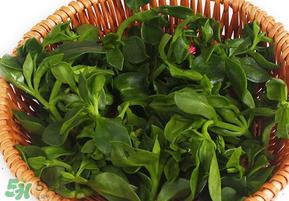 养心菜和救心菜一样吗？养心菜和救心菜的区别