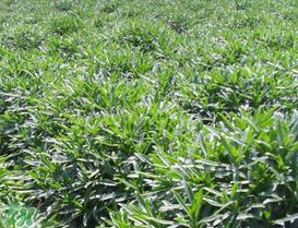 养心菜和救心菜一样吗？养心菜和救心菜的区别