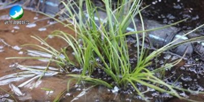 ​国家一级濒危保护植物！九江地区首次发现活体中华水韭