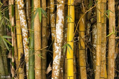 ​鲜竹酒要慎喝，鲜竹酒恐怕没有那么“鲜”