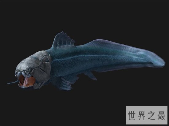 邓氏鱼由于太能吃体型增大，导致最终走向灭亡的原因