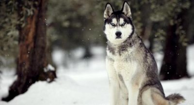 世界上跑最得快的狗,狗的速度很快又大又烫