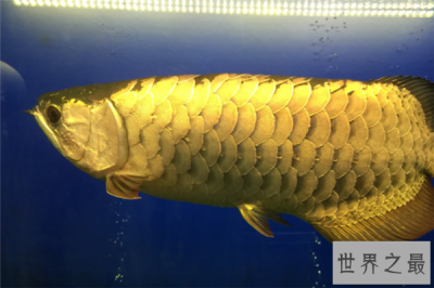​十大古老鱼：八目鳗上榜，它是淡水鱼