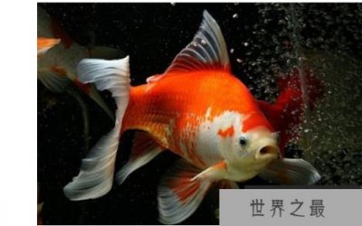 ​什么观赏鱼好看又好养？盘点好养的鱼排行