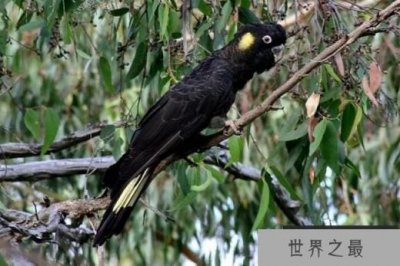 ​世界上声音最好听的十种鸟 夜莺排在第一