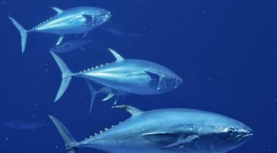 ​世界上最稀有最贵的金枪鱼：蓝鳍金枪鱼4800元一两