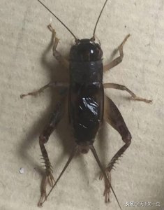 ​蟋蟀鉴赏：将军紫白牙