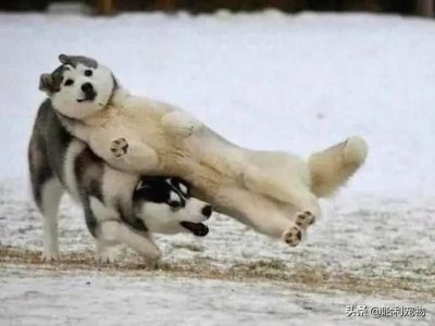 ​18张哈士奇搞笑图片：“论沙雕程度，我说第二没人敢说第一吧？”