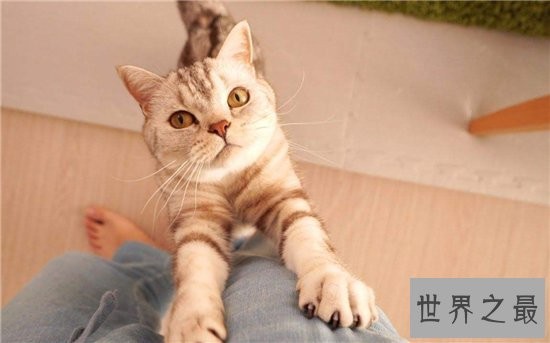 家猫的寿命在15年左右，很少的猫能活过20年