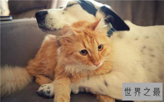 家猫的寿命在15年左右，很少的猫能活过20年