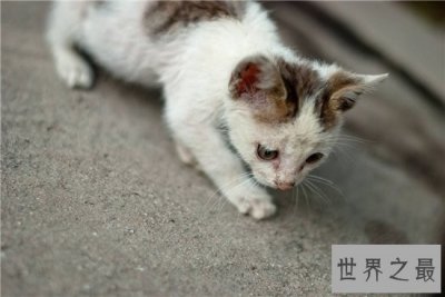 ​家猫的寿命在15年左右，很少的猫能活过20年